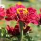 Preview: Zinnie Monarch King (Samen)