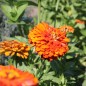 Preview: Zinnie Oriole (Samen)
