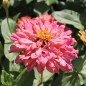 Preview: Zinnie Pink Senorita (Samen)