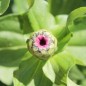 Preview: Zinnie Pink Senorita (Samen)