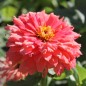 Preview: Zinnie Pink Senorita (Samen)