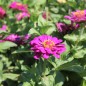 Preview: Zinnie Purple Prince (Samen)