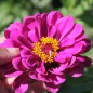 Preview: Zinnie Purple Prince (Samen)
