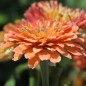 Preview: Zinnie Salmon Queen (Samen)