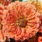 Preview: Zinnie Salmon Queen (Samen)