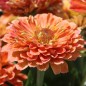 Preview: Zinnie Salmon Queen (Samen)