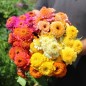 Preview: Zinnie Scabiosa Mix (Samen)