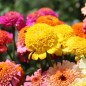 Preview: Zinnie Scabiosa Mix (Samen)