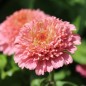 Preview: Zinnie Scabiosa Mix (Samen)