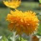 Preview: Zinnie Sungod (Samen)