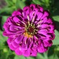 Preview: Zinnie Violet Queen (Samen)