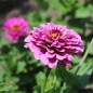 Preview: Zinnie Violet Queen (Samen)