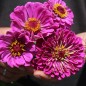Preview: Zinnie Violet Queen (Samen)