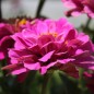 Preview: Zinnie Violet Queen (Samen)