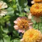 Preview: Zinnie Zinderella Peach (Samen)