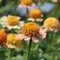Preview: Zinnie Zinderella Peach (Samen)