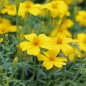 Preview: Zitronengewürztagetes (Samen)