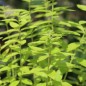 Preview: Zitronenverbene Golden (Pflanze)