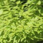 Preview: Zitronenverbene Golden (Pflanze)