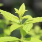 Preview: Zitronenverbene Golden (Pflanze)