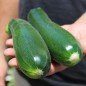 Preview: Zucchini Black Beauty (Samen)