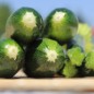 Preview: Zucchini Black Beauty (Samen)