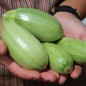 Preview: Zucchini Bolognese (Samen)