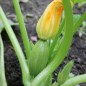 Preview: Zucchini Bolognese (Samen)