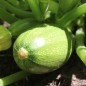 Preview: Zucchini Bolognese (Samen)