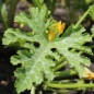 Preview: Zucchini Caserta (Samen)