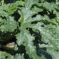 Preview: Zucchini Cocozelle di Tripolis (Samen)