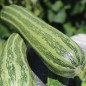 Preview: Zucchini Cocozelle di Tripolis (Samen)
