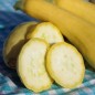 Preview: Zucchini Early Prolific Straightneck (Samen)