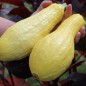 Preview: Zucchini Early Prolific Straightneck (Samen)