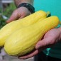 Preview: Zucchini Early Prolific Straightneck (Samen)