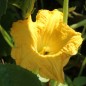 Preview: Zucchini Lemon (Samen)