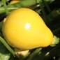 Preview: Zucchini Lemon (Samen)