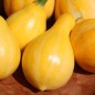 Preview: Zucchini Lemon (Samen)