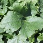 Preview: Zucchini Long White Bush (Samen)