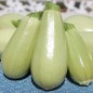 Preview: Zucchini Long White Bush (Samen)