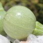 Preview: Zucchini Ronde de Nice (Samen)