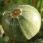 Preview: Zucchini Ronde de Nice (Samen)
