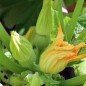 Preview: Zucchini Ronde de Nice (Samen)