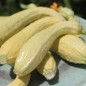 Preview: Zucchini Rugosa Friulana (Samen)