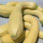 Preview: Zucchini Rugosa Friulana (Samen)