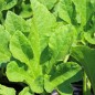 Preview: Zucchini Shenot Crown of Thorns (Samen)