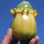 Preview: Zucchini Shenot Crown of Thorns (Samen)