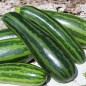 Preview: Neu! Zucchini Striato Pugliese (Samen)