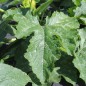 Preview: Neu! Zucchini Striato Pugliese (Samen)