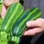 Preview: Neu! Zucchini Striato Pugliese (Samen)